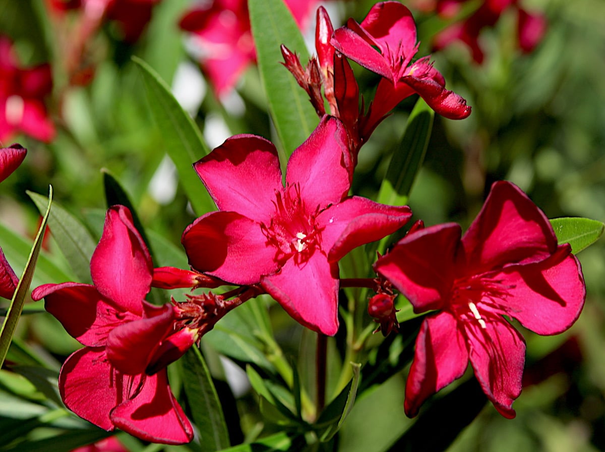 Oleander Monrovia Red (Nerium oleander)