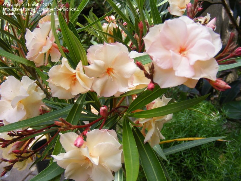 Oleander Mrs Andreasen (Nerium oleander) - Ladybird Nursery