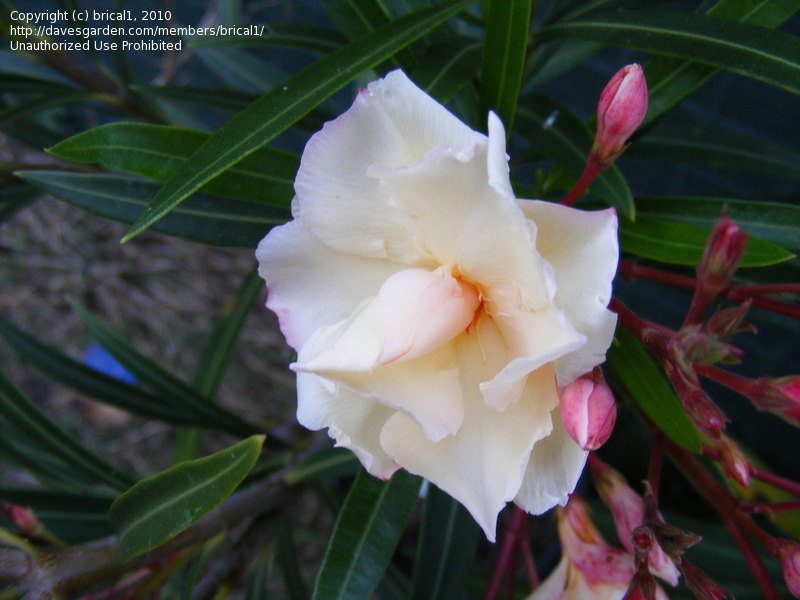 Oleander Mrs Andreasen (Nerium oleander)