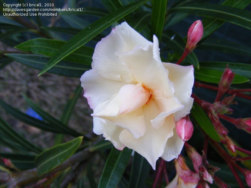 Oleander Mrs Andreasen (Nerium oleander) - Ladybird Nursery