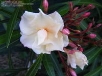 Oleander Mrs Andreasen (Nerium oleander) - Ladybird Nursery