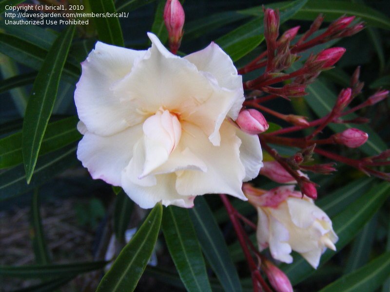 Oleander Mrs Andreasen (Nerium oleander) - Ladybird Nursery