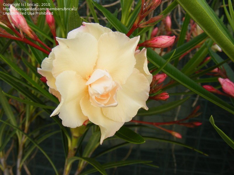 Oleander Mrs Andreasen (Nerium oleander) - Ladybird Nursery