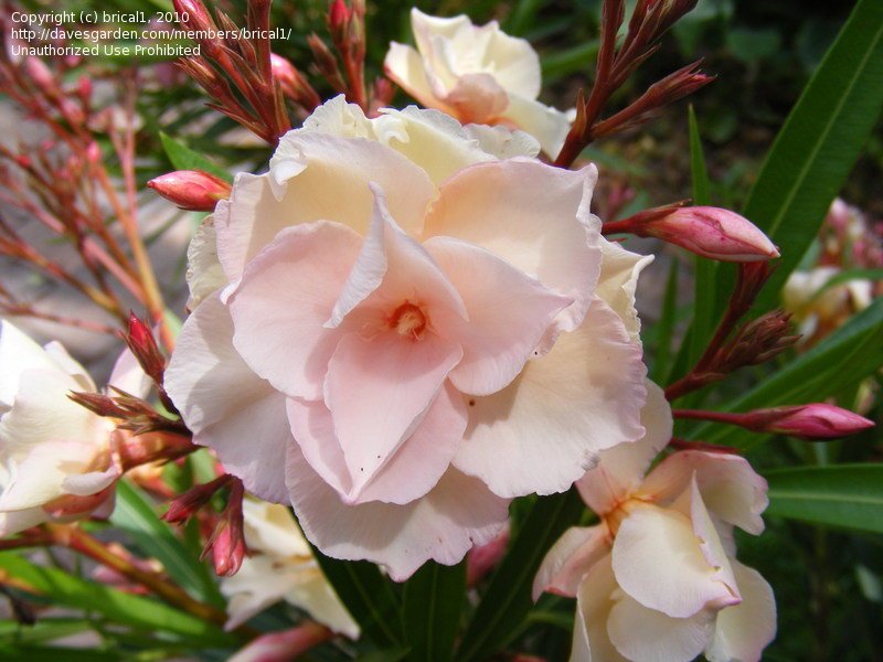 Oleander Mrs Andreasen (Nerium oleander) - Ladybird Nursery