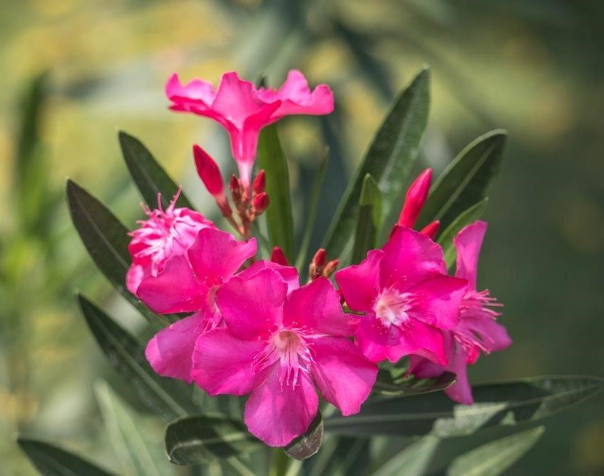 Oleander Professor Martin (Nerium oleander) - Ladybird Nursery