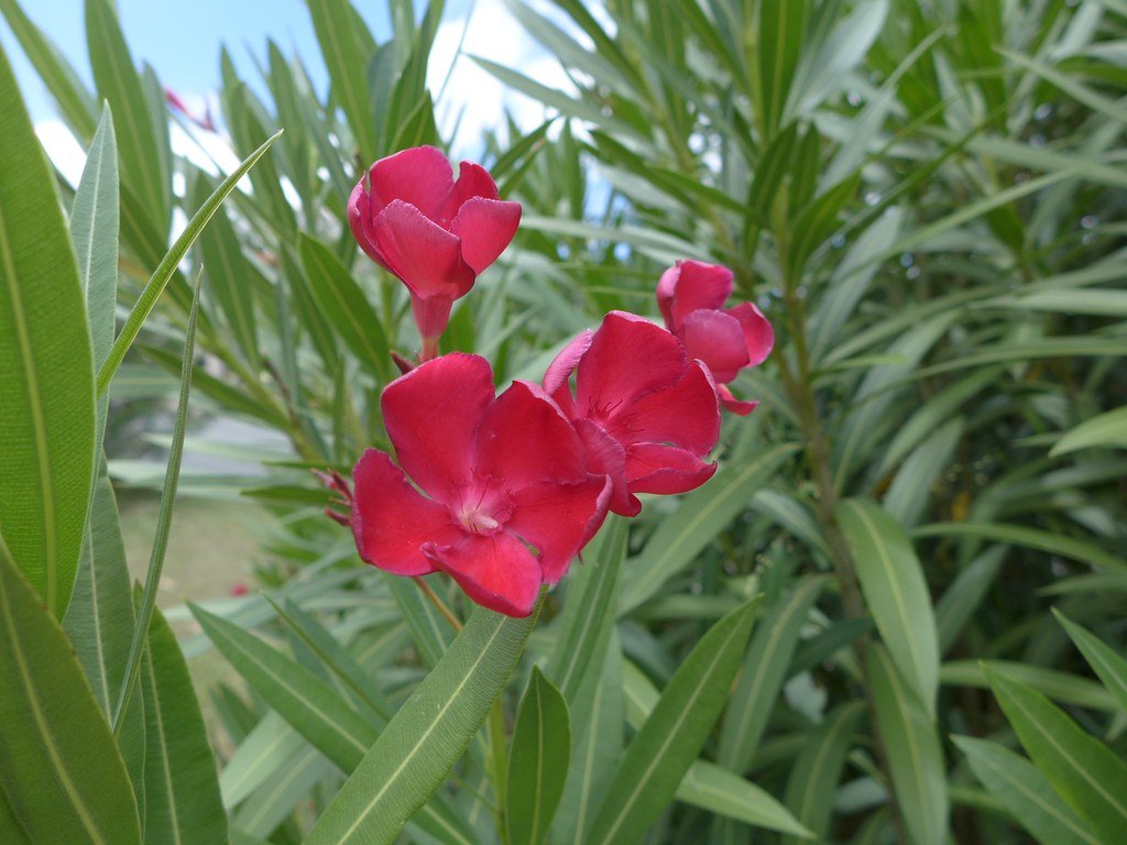 Oleander Professor Martin (Nerium oleander) - Ladybird Nursery