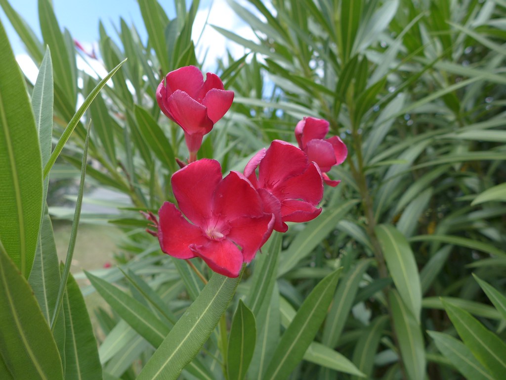 Oleander Professor Martin (Nerium oleander)
