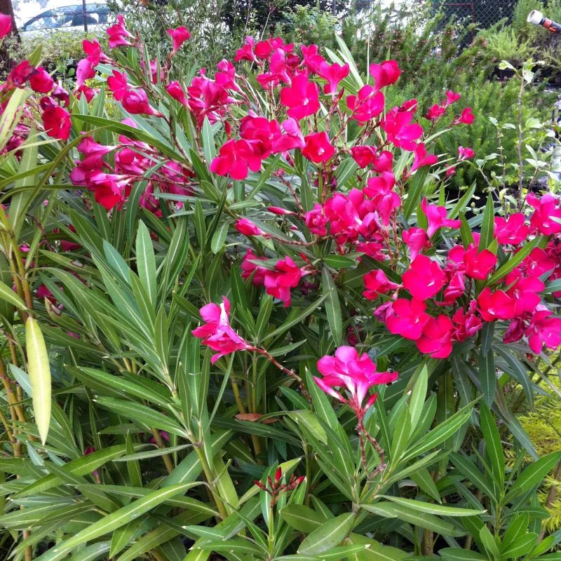 Oleander Professor Martin (Nerium oleander) - Ladybird Nursery