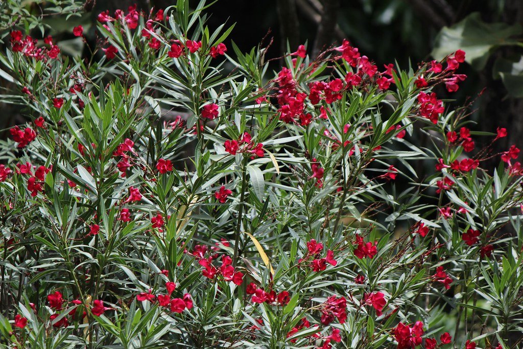 Oleander Professor Martin (Nerium oleander) - Ladybird Nursery