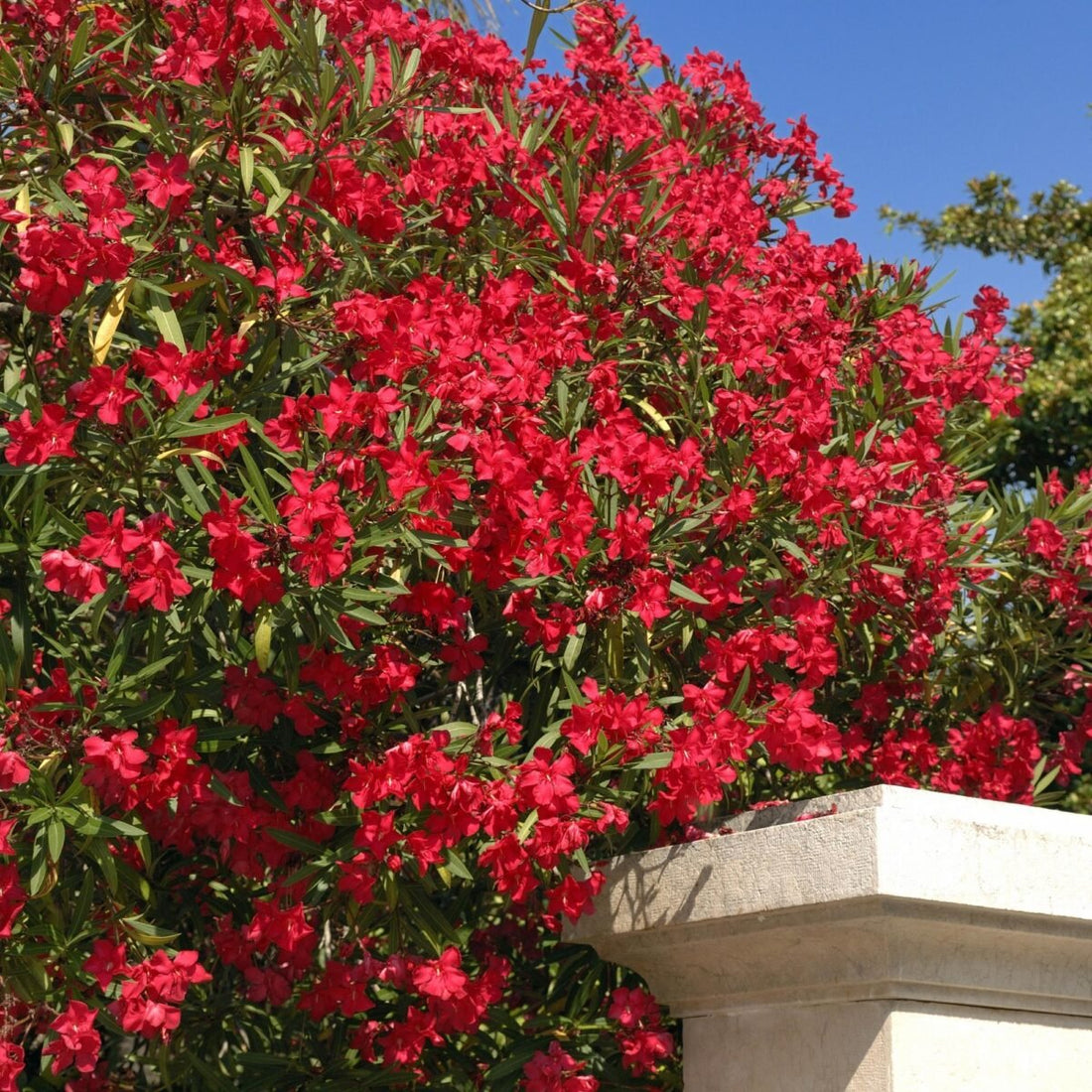 Oleander Red (Nerium oleander) - Ladybird Nursery