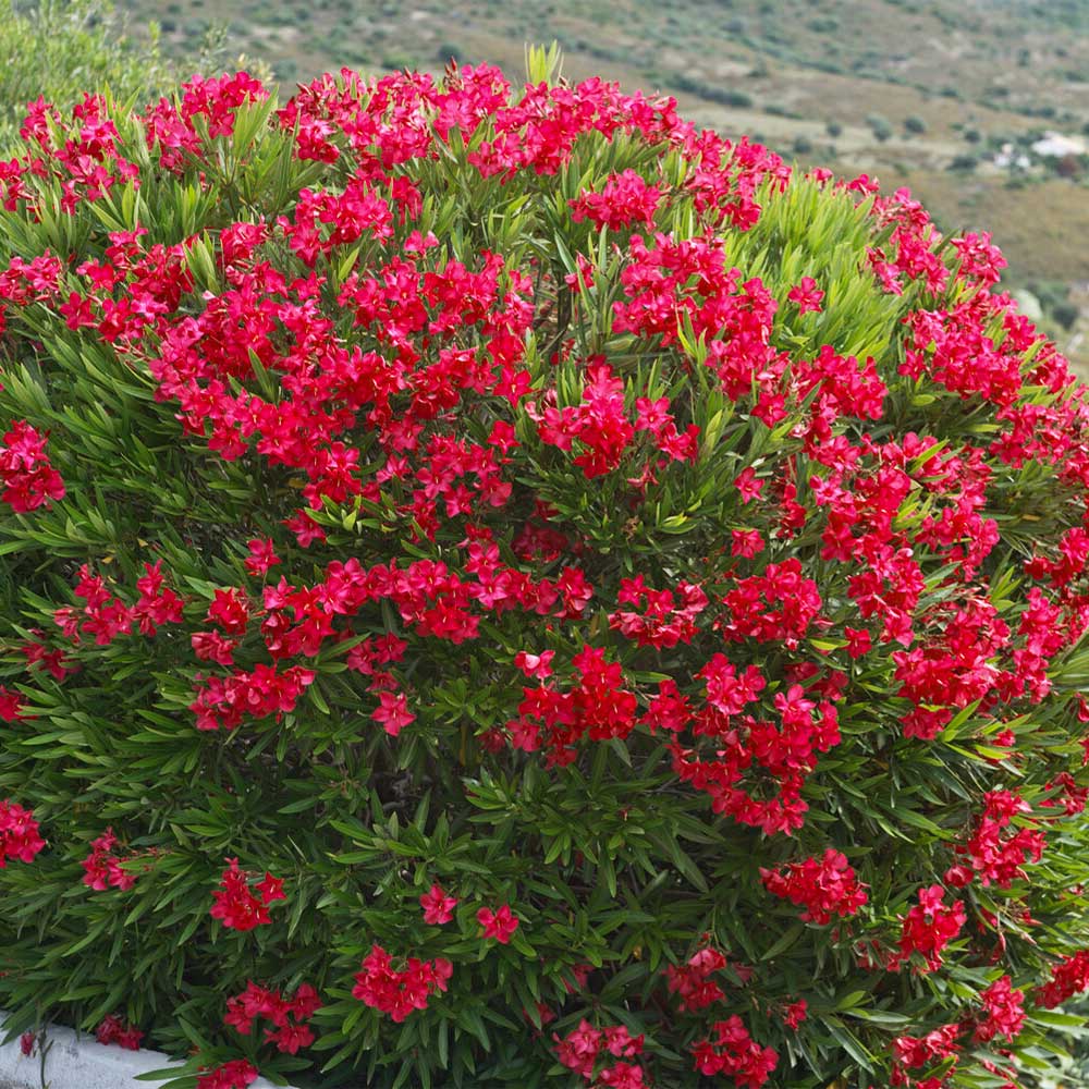 Oleander Red (Nerium oleander) - Ladybird Nursery