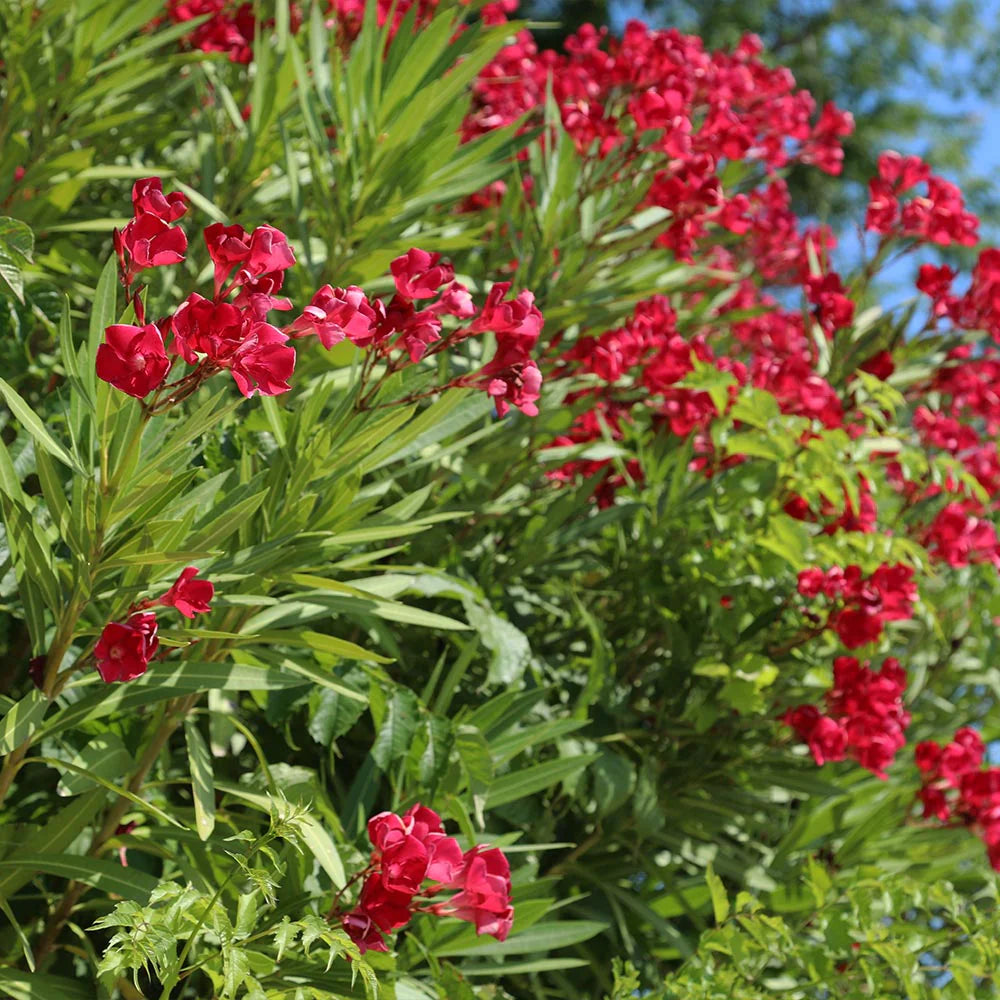Oleander Red (Nerium oleander)