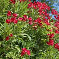 Oleander Red (Nerium oleander) - Ladybird Nursery