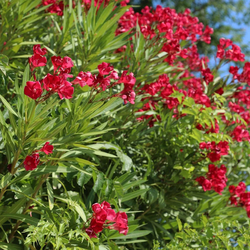 Oleander Red (Nerium oleander) - Ladybird Nursery