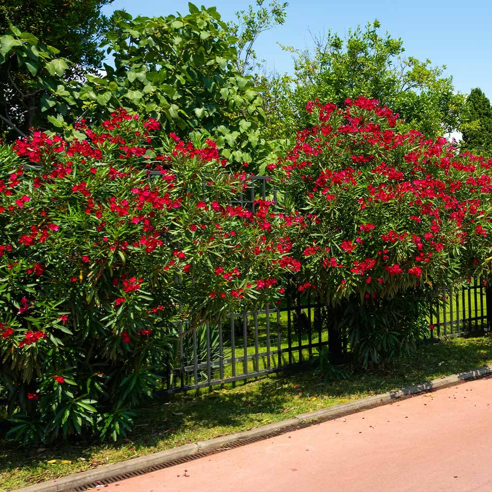 Oleander Red (Nerium oleander) - Ladybird Nursery