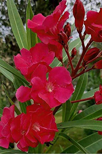 Oleander Red (Nerium oleander) - Ladybird Nursery