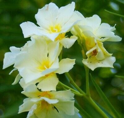 Oleander Vanilla Cream (Nerium oleander) - Ladybird Nursery