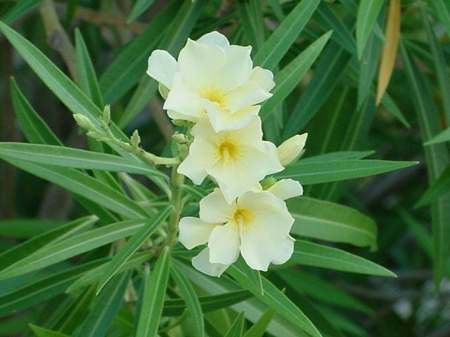 Oleander Vanilla Cream (Nerium oleander)