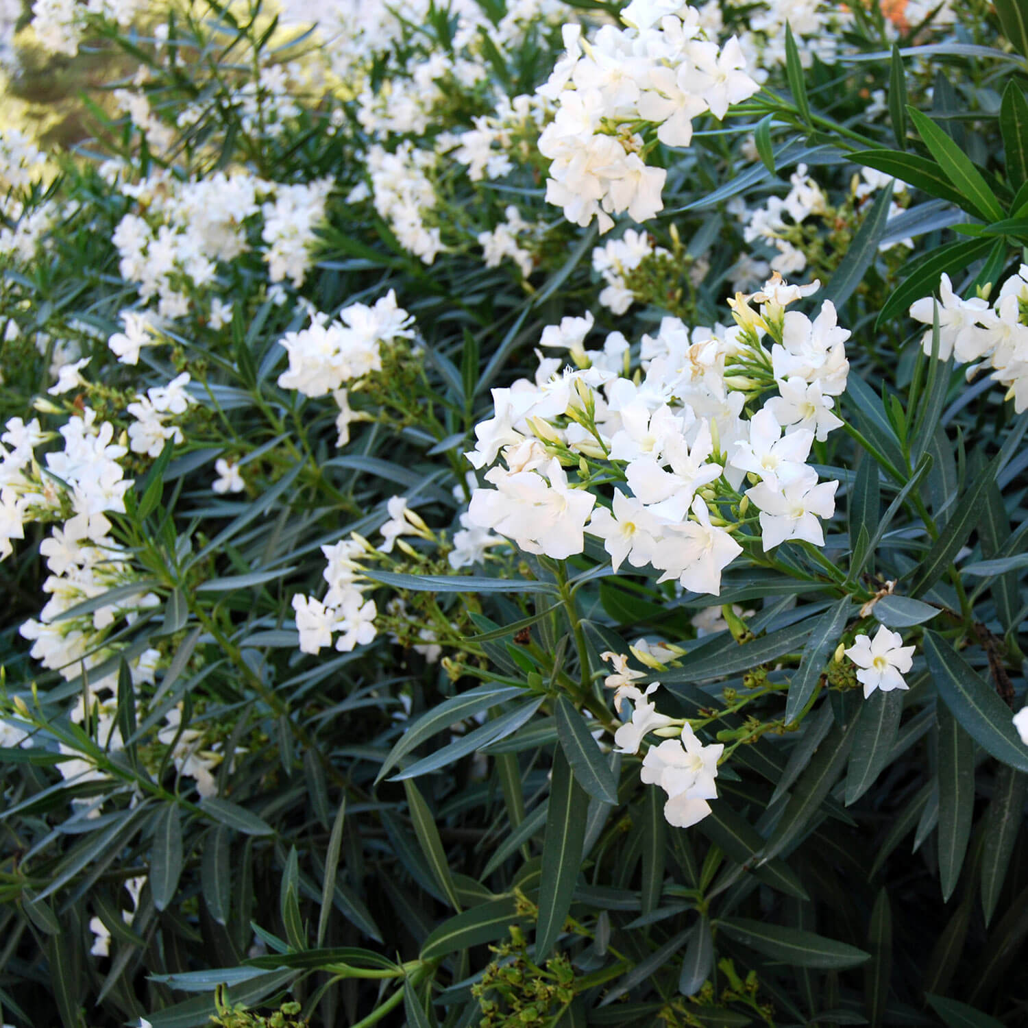 Oleander Vanilla Cream (Nerium oleander)