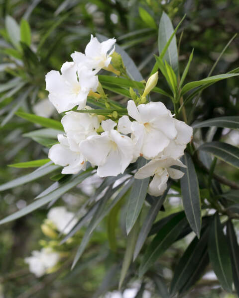 Oleander Vanilla Cream (Nerium oleander) - Ladybird Nursery