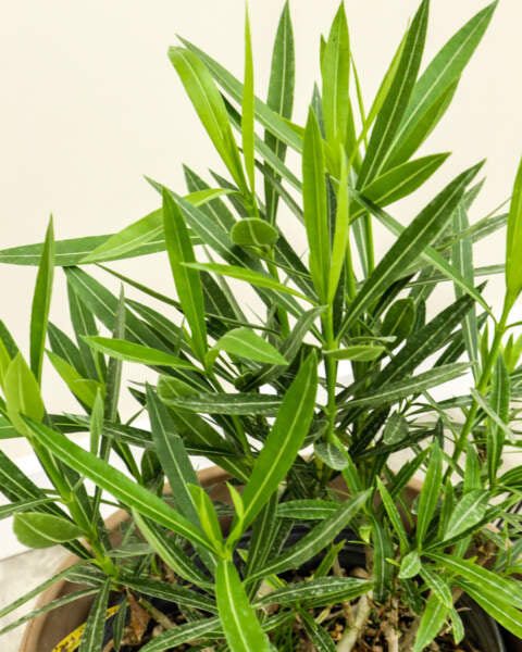 Oleander Vanilla Cream (Nerium oleander)