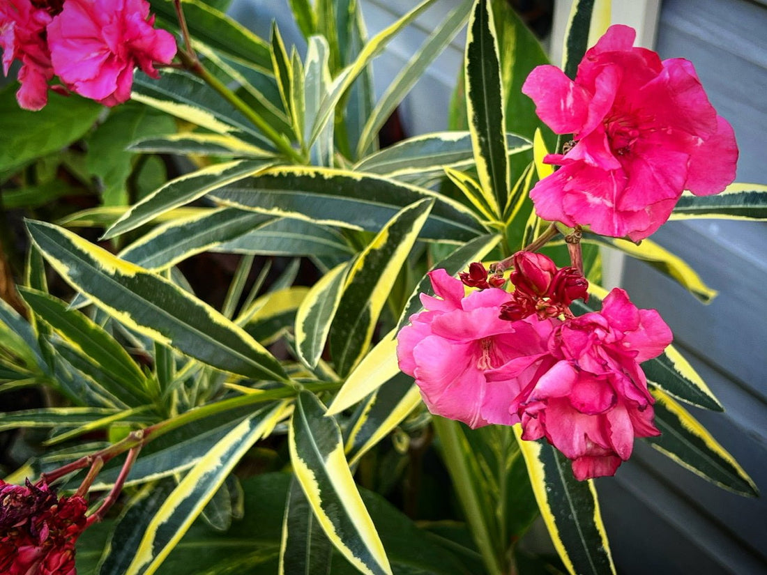 Oleander Variegated Double (Nerium oleander) - Ladybird Nursery