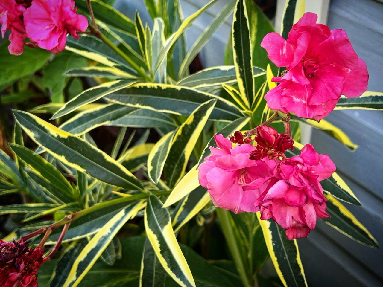 Oleander Variegated Double (Nerium oleander) - Ladybird Nursery
