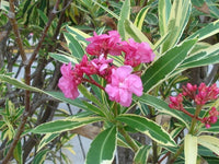 Oleander Variegated Double (Nerium oleander) - Ladybird Nursery