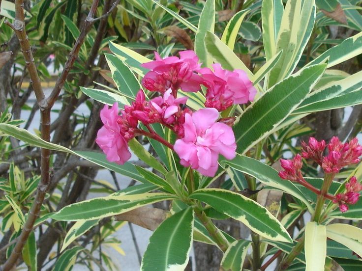 Oleander Variegated Double (Nerium oleander) - Ladybird Nursery