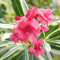 Oleander Variegated Double (Nerium oleander)