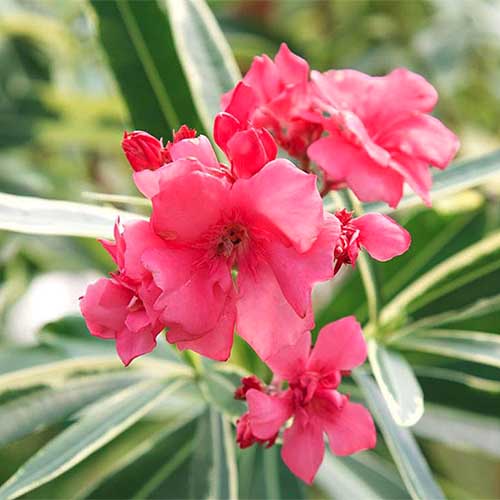 Oleander Variegated Double (Nerium oleander) - Ladybird Nursery