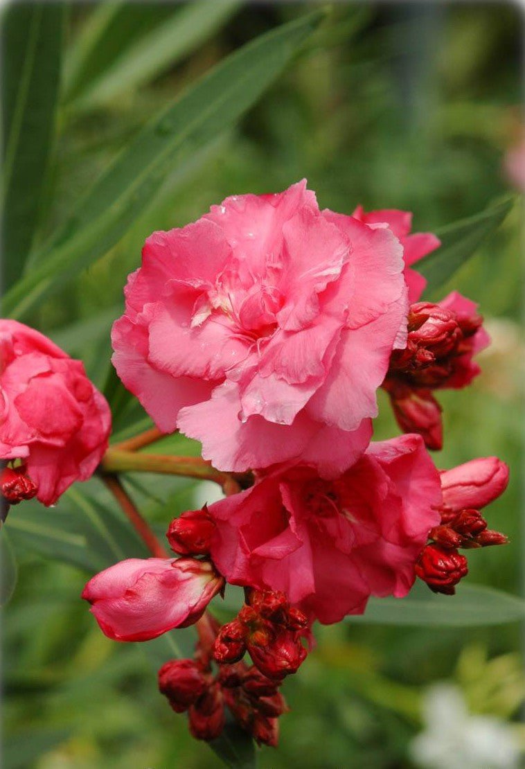 Oleander Variegated Double (Nerium oleander) - Ladybird Nursery
