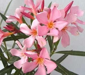 Oleander 'Isabella' (Nerium oleander) - Ladybird Nursery