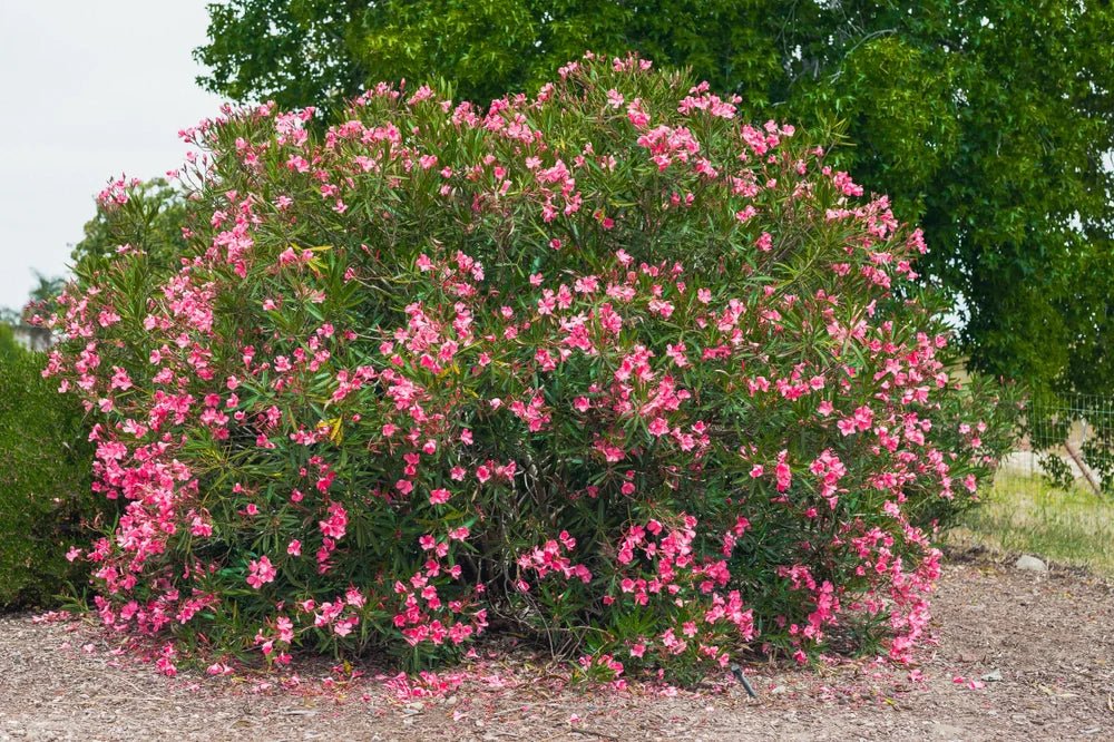 Oleander 'Cerise' Double Pink (Nerium oleander) - Ladybird Nursery