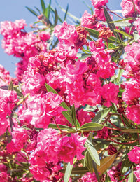 Oleander 'Cerise' Double Pink (Nerium oleander) - Ladybird Nursery