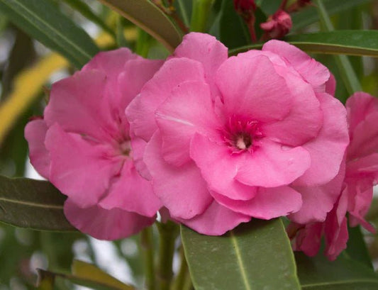 Dwarf Oleander Double Pink (Nerium oleander) - Ladybird Nursery