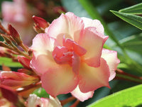 Oleander 'Mrs Roeding' (Nerium oleander)