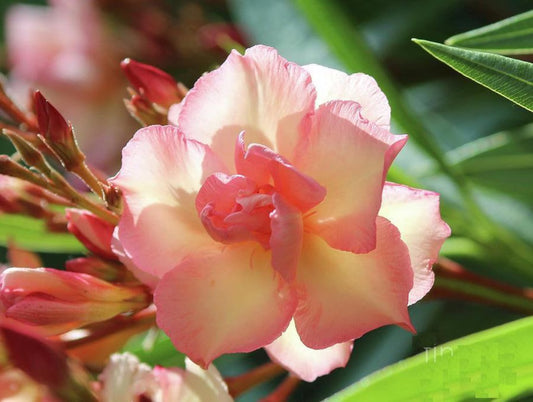 Oleander 'Mrs Roeding' (Nerium oleander) flower with pink and cream petals among green leaves in natural sunlight