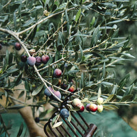 Olive  Arbequina
