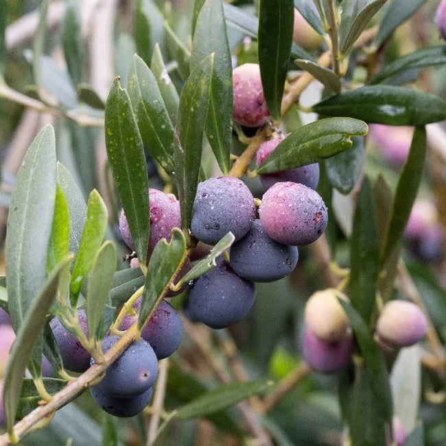 Olive  Arbequina