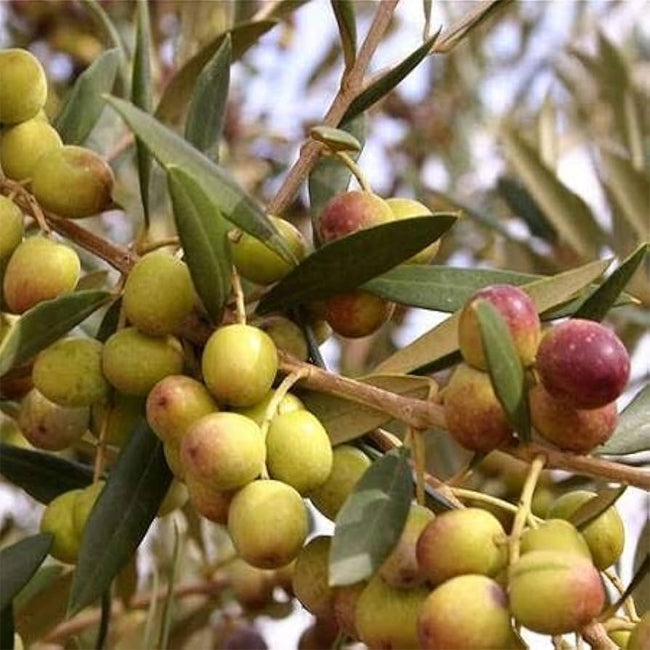 Olive  Arbequina