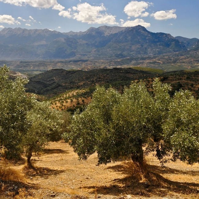 Olive Azapa - Ladybird Nursery