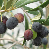 Olive Azapa