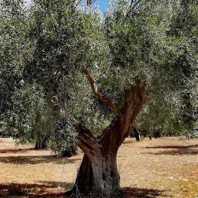 Olive Barouni - Ladybird Nursery
