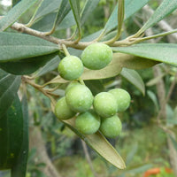 Olive  Barouni