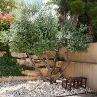 Olive Del Morocco - Ladybird Nursery