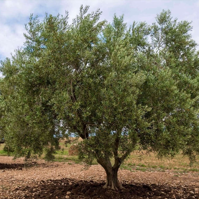 Olive Kolossus Kalamata