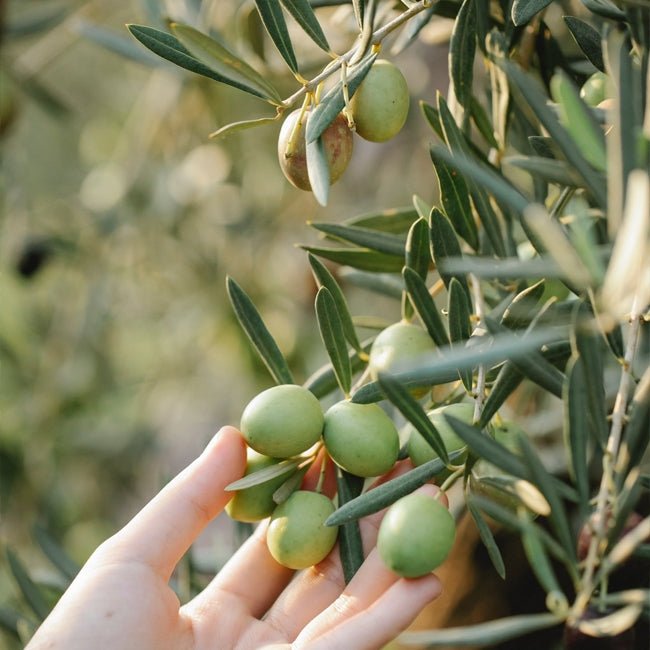 Olive Kolossus Kalamata - Ladybird Nursery