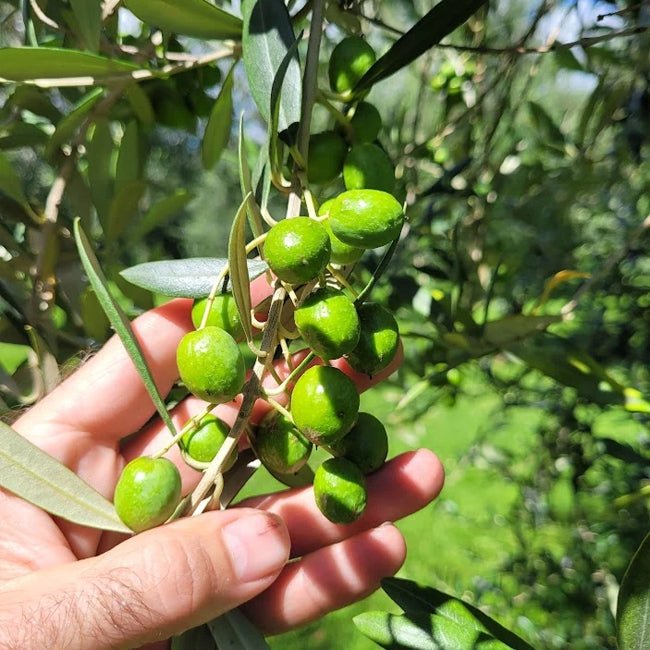 Olive UC13 - Ladybird Nursery