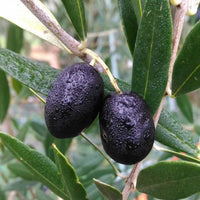 Olive UC13 - Ladybird Nursery